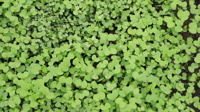 Green shoots sprouting from seeds. Siderates, mustard, sinapis.
