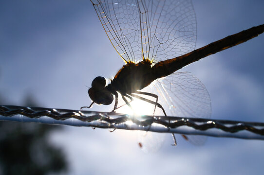 Dragonfly backbit, detailed macro shot with luminous wings.