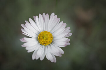 Fototapeta premium Daisy macro with pink petals against green bokeh in spring