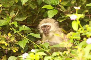 Fototapeta premium Young vervet monkey hiding in the bushes