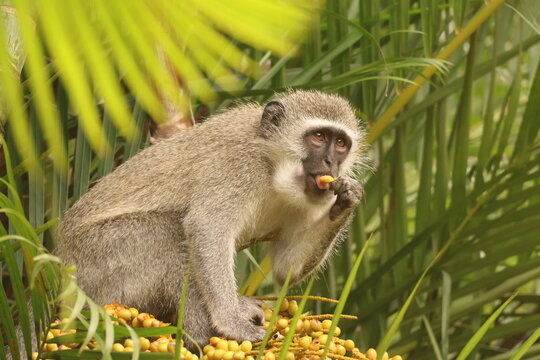 South African vervet monkey in a palm tree eating the fruit