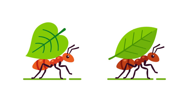Two orange ants diligently carry large green leaves across the ground