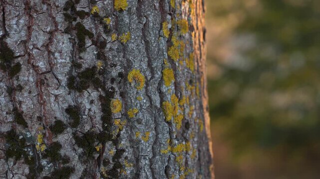Close-up texture of a tree trunk covered in green moss. Fallen pine needles and moss cover the forest floor. Natural, detailed woodland background