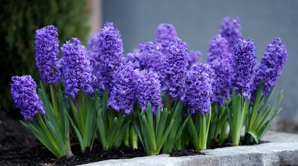 Fototapeta premium Purple Hyacinth Flowers in a Garden Planter