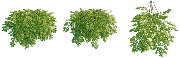 Fototapeta premium Adiantum venustum tree plan, top view, cutout, transparent background, isolate, Detailed close-up of a lush green fern plant with intricate fronds and vibrant natural textures.