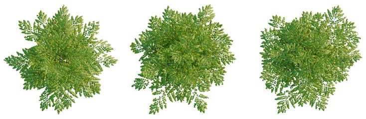 Obraz premium Adiantum venustum tree plan, top view, cutout, transparent background, isolate, Detailed aerial view of lush green forest canopy, showcasing intricate textures and natural patterns.