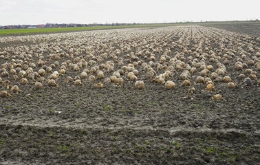Fototapeta premium Cabbage spoiled by rain in a vegetable field