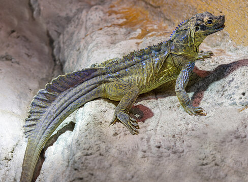 Close-up view of a male Philippine sailfin lizard (Hydrosaurus pustulatus) 