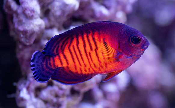 Close-up view of a Juvenile Twospined Angelfish (Centropyge bispinosa)