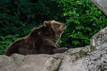 Wildlife Wildtiere im Zoo © Stephan
