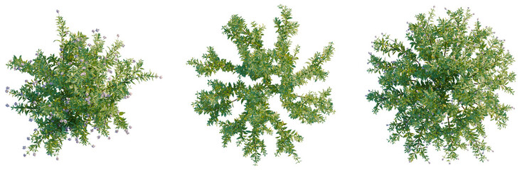 Lysionotus pauciflorus tree plan, top view, cutout, transparent background, isolate, Greenery...