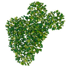 Marchantia polymorpha tree plan, top view, cutout, transparent background, isolate, Detailed...