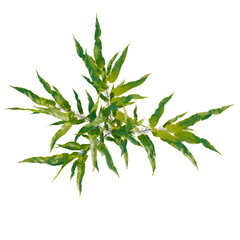 Fototapeta premium Neolepisorus fortunei tree plan, top view, cutout, transparent background, isolate, Beautiful lush green foliage, vibrant leaves, perfect for nature-themed design projects and backgrounds.