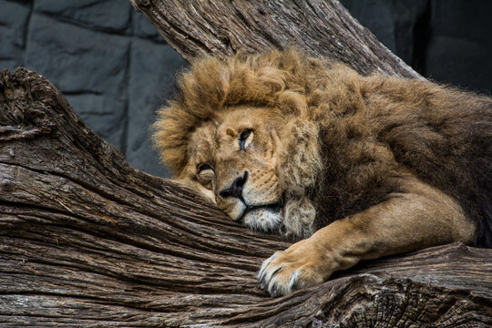 Wildlife Wildtiere im Zoo