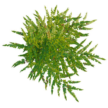 Polystichum craspedosorum tree plan, top view, cutout, transparent background, isolate, Delicate fern leaf close-up, detailed texture, nature's beauty, green foliage, botanical illustration