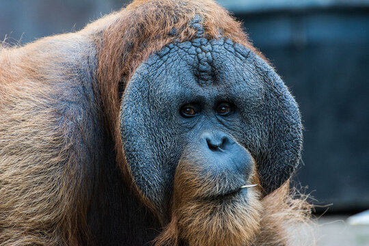 Wildlife Wildtiere im Zoo - Orang Utan