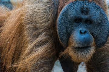 Wildlife Wildtiere im Zoo - Orang Utan © Stephan