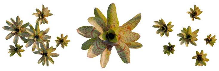 Vriesea pardalina tree plan, top view, cutout, transparent background, isolate, Abstract botanical...