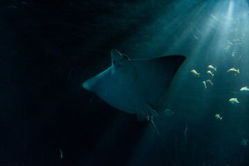 Wildlife Wildtiere im Zoo © Stephan