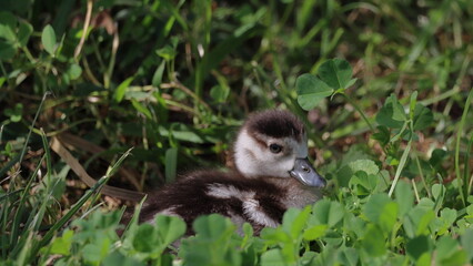 Obraz premium Duckling in the grass on a sunny day in the spring