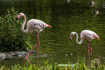 Wildlife Wildtiere im Zoo © Stephan