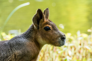Wildlife Wildtiere im Zoo © Stephan