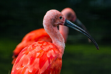 Wildlife Wildtiere im Zoo © Stephan