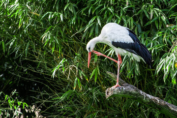 Wildlife Wildtiere im Zoo © Stephan