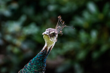 Wildlife Wildtiere im Zoo © Stephan