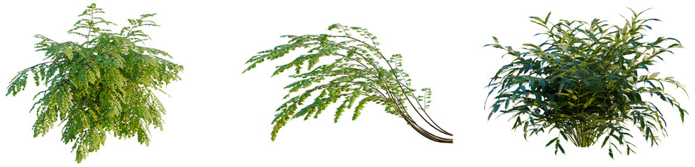 Obraz premium Adiantum venustum tree, elevation, front view, cutout, transparent background, isolate, Elegant Weeping Willow Tree Silhouette in Black and White, Nature Background