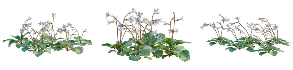 Obraz premium Corallodiscus lanuginosus tree, elevation, front view, cutout, transparent background, isolate, Delicate Violet Flowers and Lush Green Leaves, Detailed Floral Botanical Illustration for Spring Decor