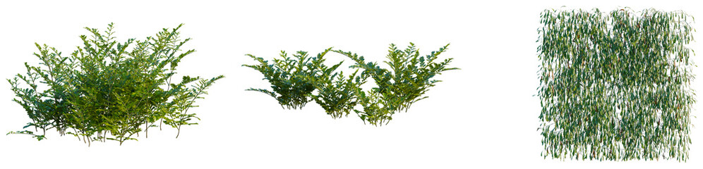 Davallia mariesii tree, elevation, front view, cutout, transparent background, isolate, Vibrant Green Fern Leaves Texture, Detailed Natural Background, Springtime Flora, Lush Botanical Element © DH Tree Stock