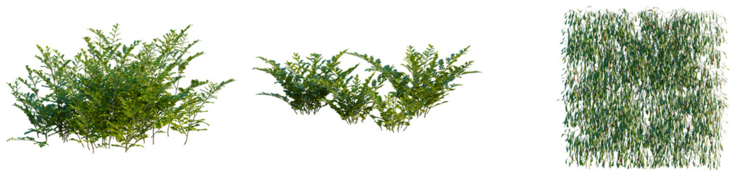 Davallia mariesii tree, elevation, front view, cutout, transparent background, isolate, Vibrant Green Fern Leaves Texture, Detailed Natural Background, Springtime Flora, Lush Botanical Element