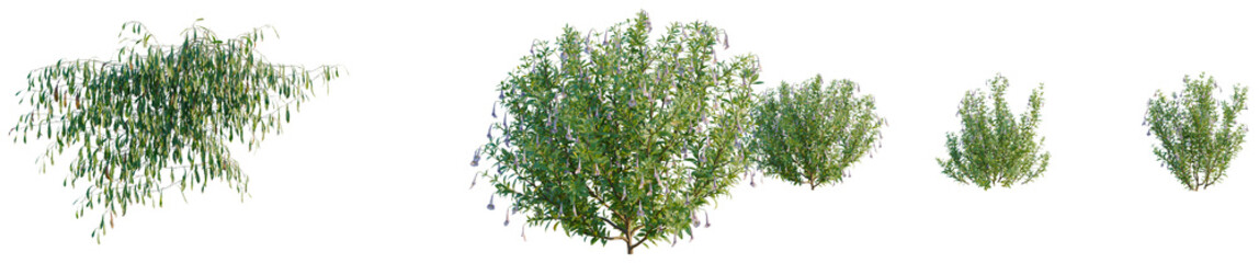 Lepidogrammitis drymoglossoides tree, elevation, front view, cutout, transparent background, isolate, Delicate weeping willow tree branches with lush green leaves in nature, beautiful scenery © DH Tree Stock