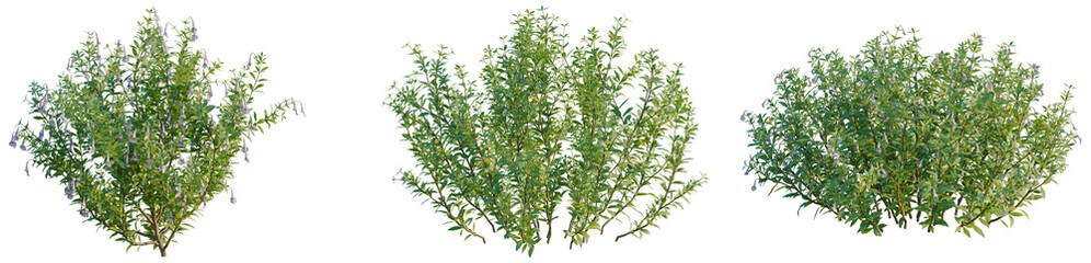 Naklejka premium Lysionotus pauciflorus tree, elevation, front view, cutout, transparent background, isolate, Blooming Pink Lilac Branch with Delicate Flowers, Springtime Floral Element, Detailed Macro Photography