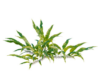 Fototapeta premium Neolepisorus fortunei tree, front view, cutout, transparent background, isolate
