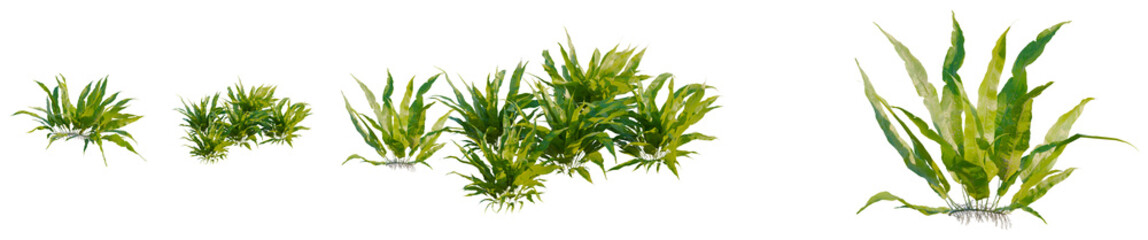 Fototapeta premium Neolepisorus fortunei tree, elevation, front view, cutout, transparent background, isolate, Detailed close-up of aquatic plants with roots, a vibrant and natural botanical illustration.