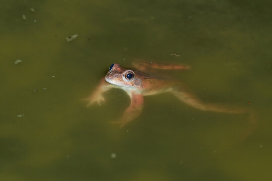 Close-up of a common frog in a pond at night