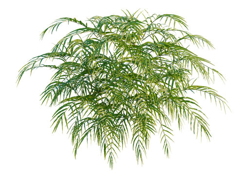 Pteris umbrosa tree, elevation, front view, cutout, transparent background, isolate, Delicate green fern leaves isolated on a background, perfect for spring designs.