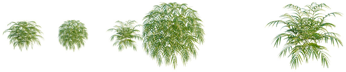 Naklejka premium Pteris umbrosa tree, elevation, front view, cutout, transparent background, isolate, Lush Green Reed Grass Texture, Detailed Natural Background for Design and Creative Projects