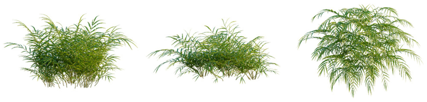 Pteris umbrosa tree, elevation, front view, cutout, transparent background, isolate, Lush Green Grass Field Landscape - High Resolution Stock Photo Image