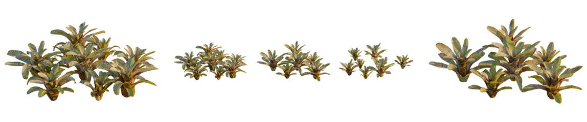 Fototapeta premium Vriesea pardalina tree, elevation, front view, cutout, transparent background, isolate, Detailed close-up of a vibrant green succulent plant, showcasing its unique textures and natural beauty.