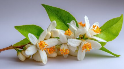 Close up of blossoming orange branch with white flowers and green leaves