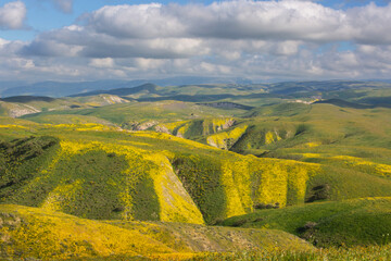 Naklejka premium Carrizo