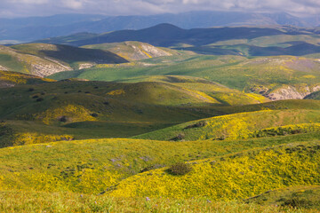 Naklejka premium Carrizo