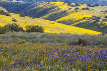 Naklejka premium Carrizo