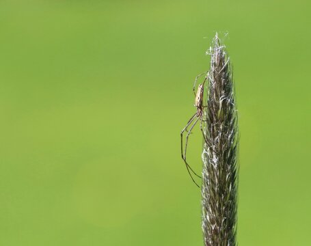 Alopecurus pratensis (meadow foxtail) plant
