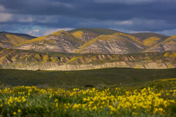 Naklejka premium Carrizo