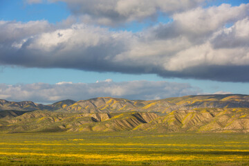 Naklejka premium Carrizo