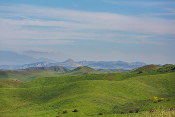 Naklejka premium Carrizo